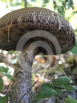 Bolette mushroom