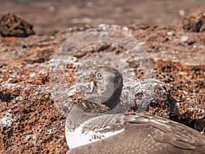 Brown Boobie