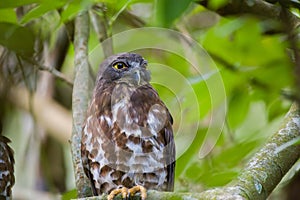 Brown boobook owl close-up portrait photograph. Roosting on a tree branch