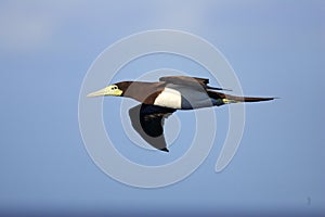 Brown Booby