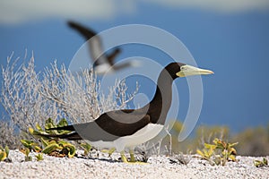 Brown Booby Bird