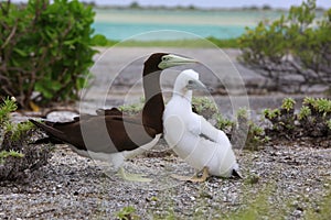 Brown Booby Bird with a Chick