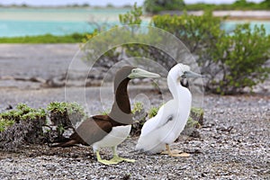 Brown Booby Bird with a Chick