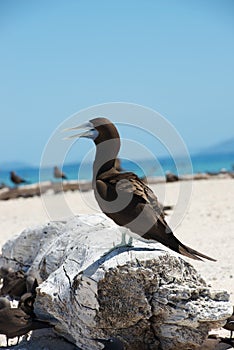 Brown booby