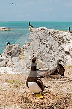 Brown Booby