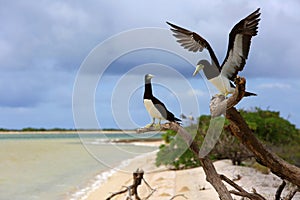 Brown Booby Couple