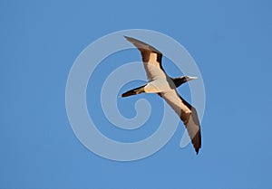 Brown booby