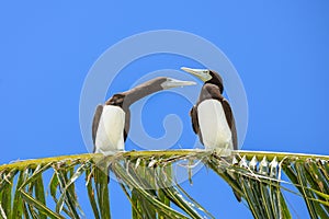 Brown booby, exotic birds