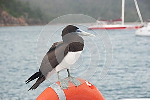 Brown Booby sitting on life buoy of boat