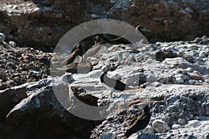 Brown booby Sula leucogaster 4