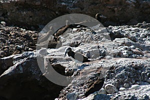 Brown booby Sula leucogaster 5