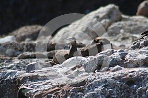 Brown booby Sula leucogaster 7