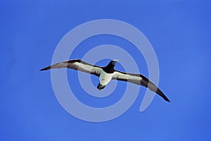 Brown Booby, sula leucogaster, Adult in Flight against Blue Sky, Australia