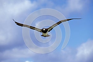 Brown Booby, sula leucogaster, Adult in Flight, Australia
