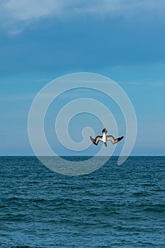 Brown Booby Sula leucogaster fishing