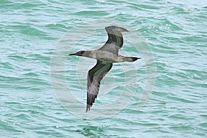 Brown Booby (Sula leucogaster) photo