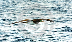 Brown booby Sula leucogaster, in flight, Panama