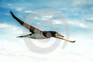 Brown booby Sula leucogaster, in flight, Panama
