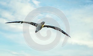 Brown booby Sula leucogaster, in flight, Panama