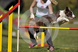 Brown border collie on agility course, over the jump hurdle