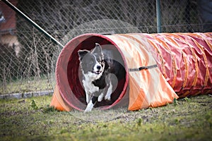 Brown border collie in agility tunel on Ratenice competition.