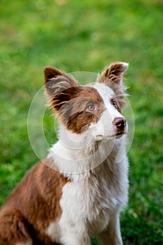 Brown border collie dog sitting on the ground