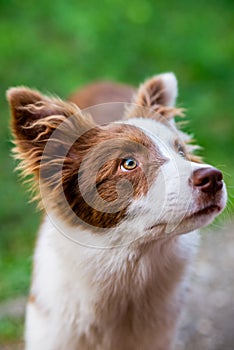 Brown border collie dog sitting on the ground