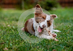 Brown border collie dog sitting on the ground photo