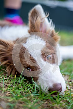 Brown border collie dog sitting on the ground