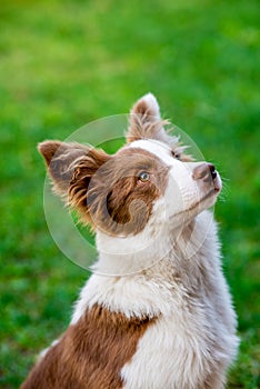 Brown border collie dog sitting on the ground