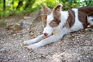 Brown border collie dog sitting on the ground