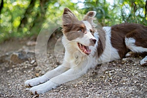 Brown border collie dog sitting on the ground