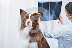 Brown Border Collie dog during visit in vet