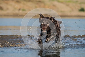 Brown border collie is going for ball in the water.