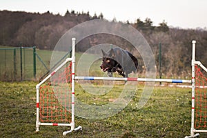 Brown border collie is jumping over the hurdles.