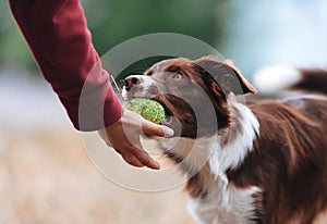 Brown border collie puppy brought the ball hostess and lays down his hand