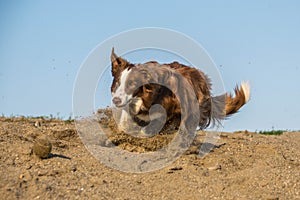 Brown border collie is running for ball.