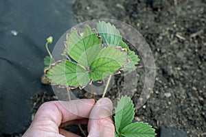 brown border on strawberry leaves can be sign of lack of calcium or excess of boron. photo