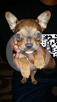 Brown bosten terrier mix