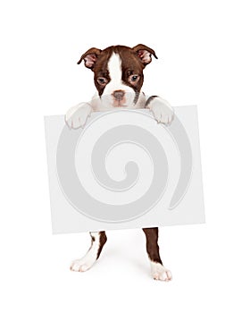 Brown Boston Terrier Dog Holding Blank Sign