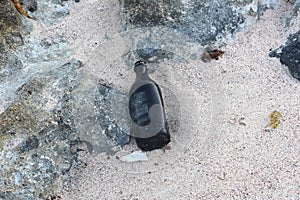 Brown Bottle on a Beach in the Dutch Antilles