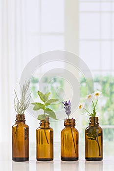 Brown Bottles of essential oil with fresh herbs