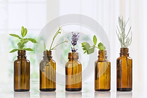 Brown Bottles of essential oil with fresh herbs photo