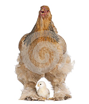 Brown Brahma Hen and her chick photo