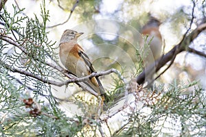 brown Brambling bird