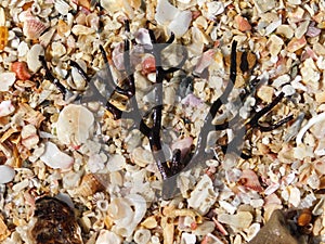 Brown branched seaweed washed up on a shell beach.