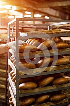 Brown bread loaves on rack.