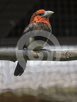 Brown-breasted Barbet, Lybius melanopterus, has a beautiful red head and white tummy