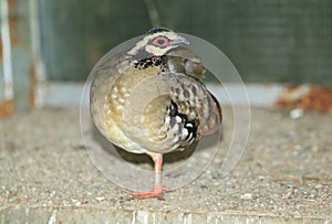 Brown-breasted hill partridge