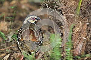 Brown-breasted hill partridge